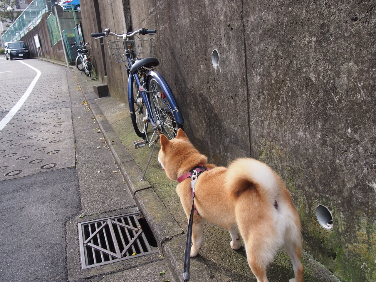 APEX英雄 青训营培养体系完善,apex英雄训练场在哪