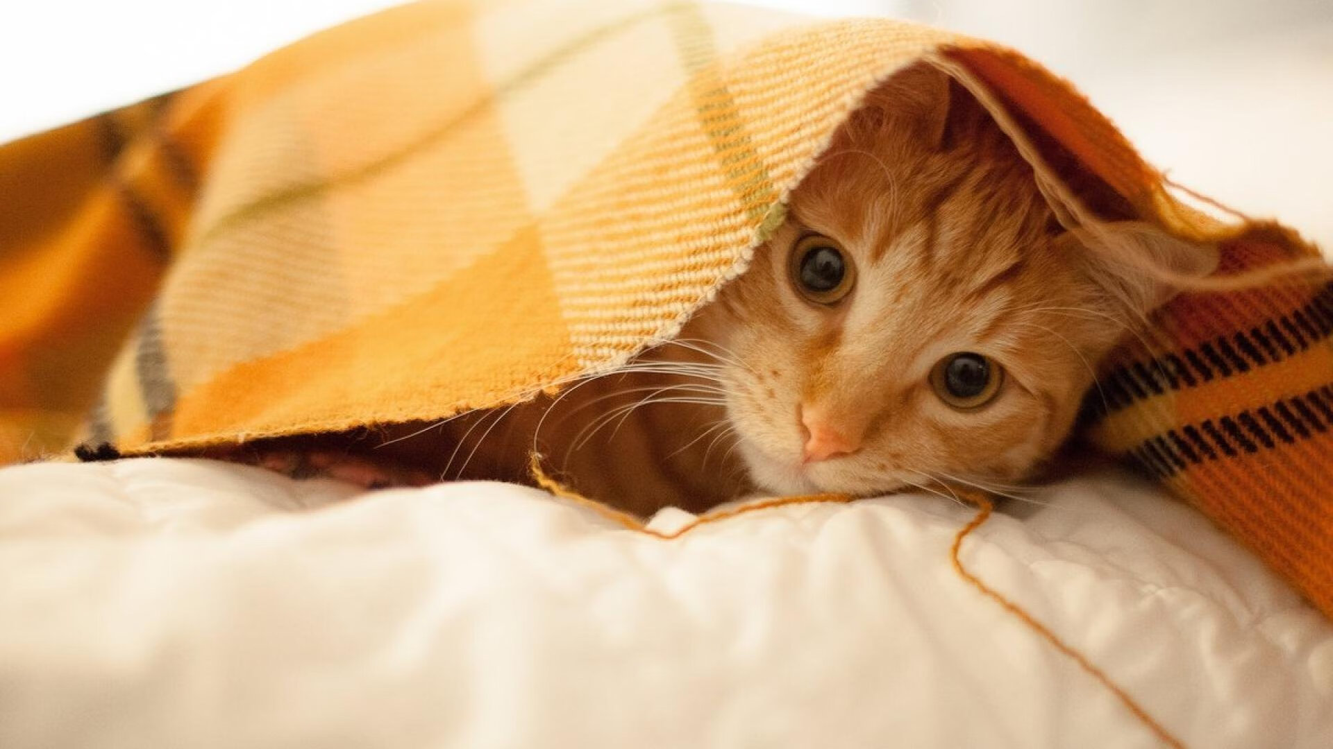 九游APP官网-_凯尔特人NO.1榜首位置稳固，战绩持续攀升_，凯尔特人 战绩