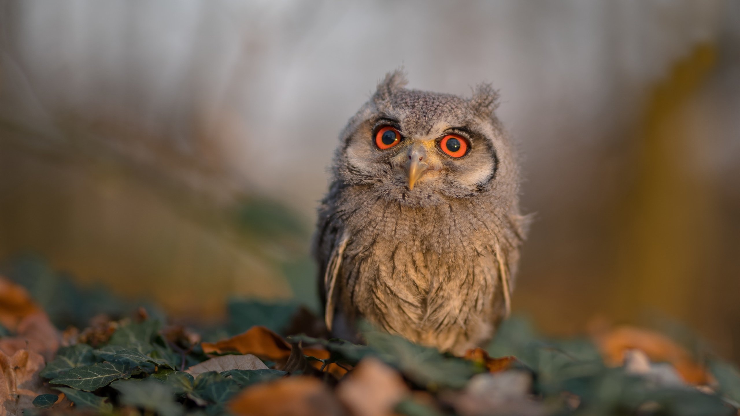 _骑士年轻核心表现惊艳,助队向前冲_,骑士队介绍