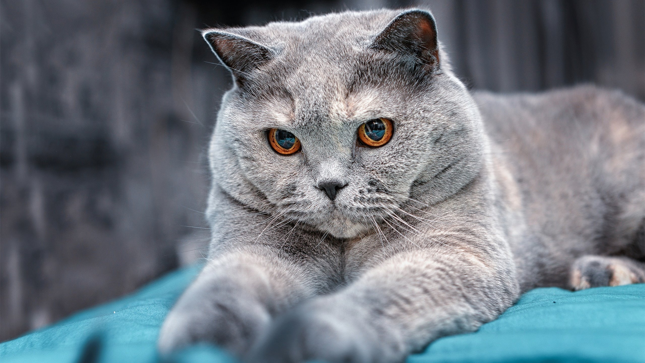 “西甲战火升级:战术变换频繁,亮点迭出”,西甲战果