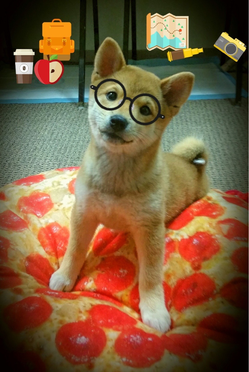 九游app下载中心-传统武术表演比赛，文化与运动的完美融合，武术类表演