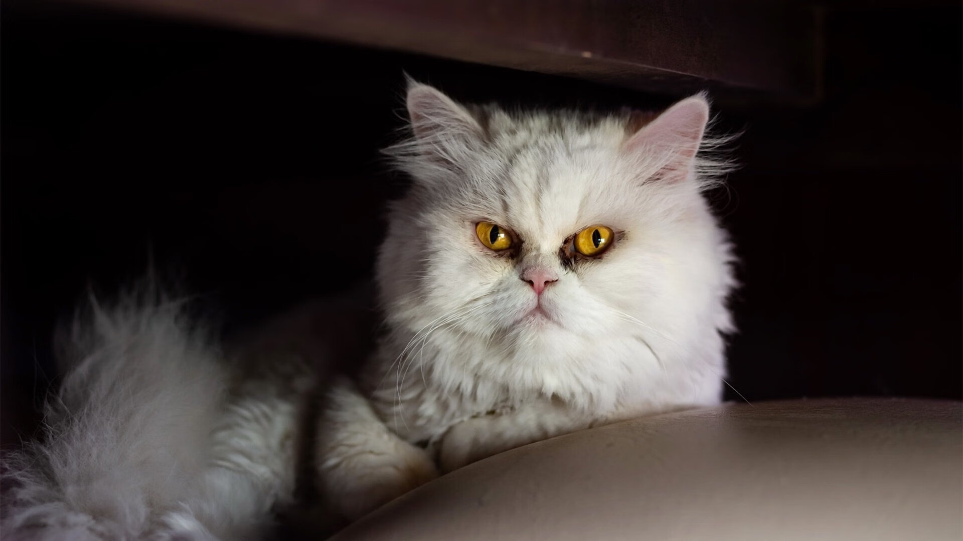 团队火力:北京队助攻竟高达23次,配合天衣无缝!,北京队球员介绍