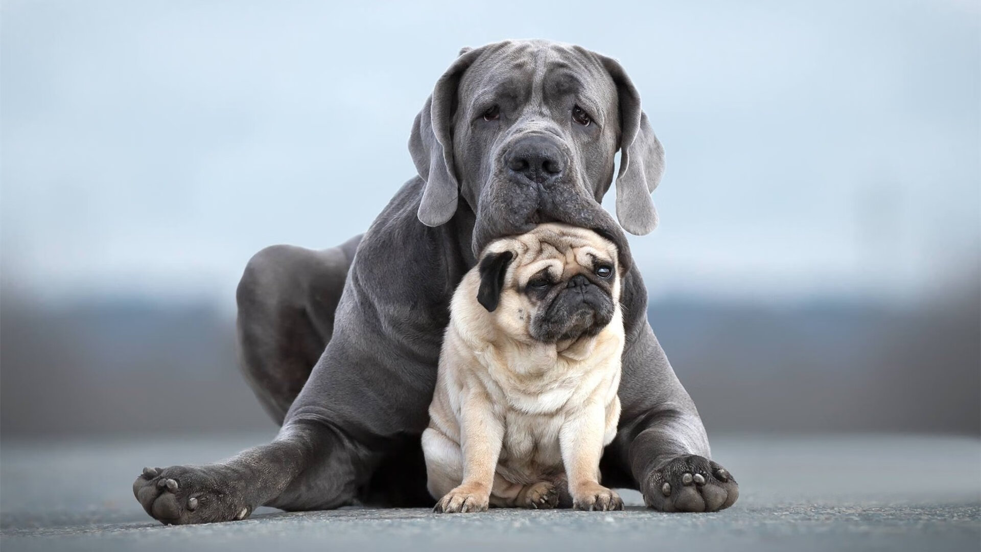 九游娱乐APP-团队配合：北京队助攻达25次，传球极为流畅！，北京队球员