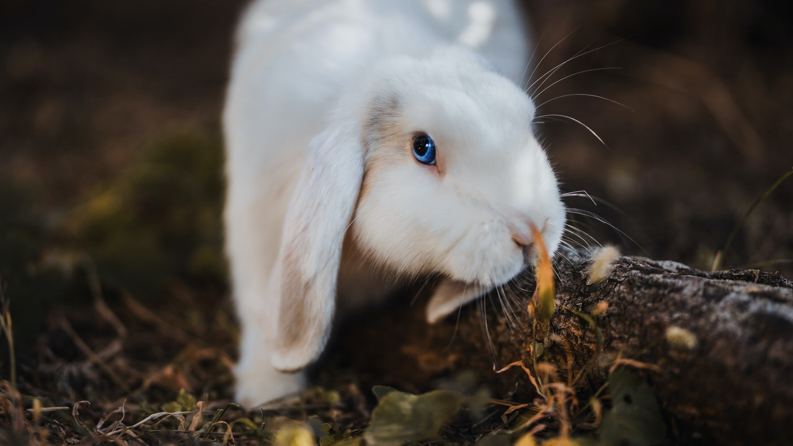 九游下载中心-最实用的驾驶技巧：车手告诉你如何在极限中求稳，极限驾驶技术教学
