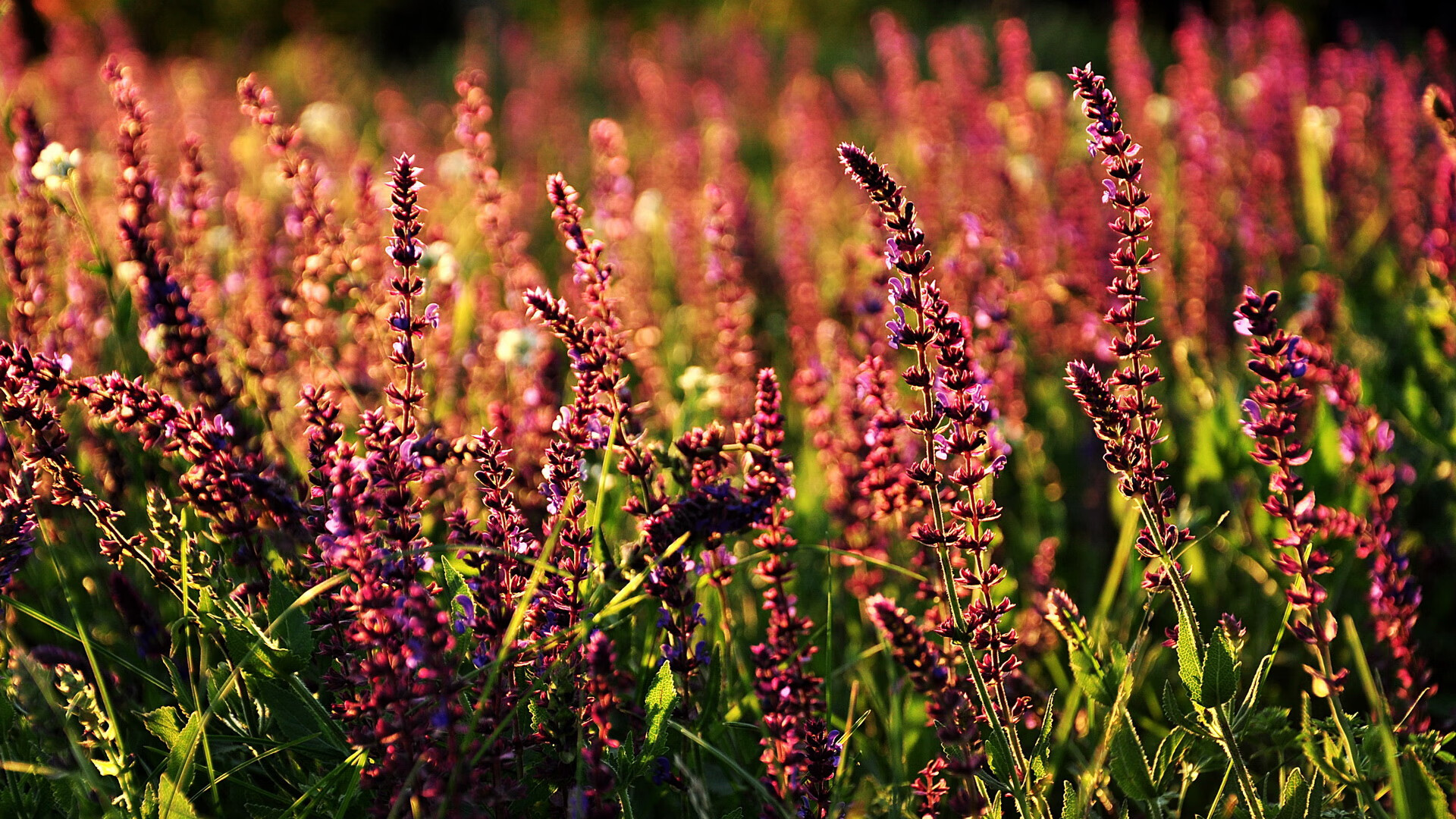 九游APP官网-绝地求生 国际比赛吸引大量关注，绝地求生国际比赛叫什么