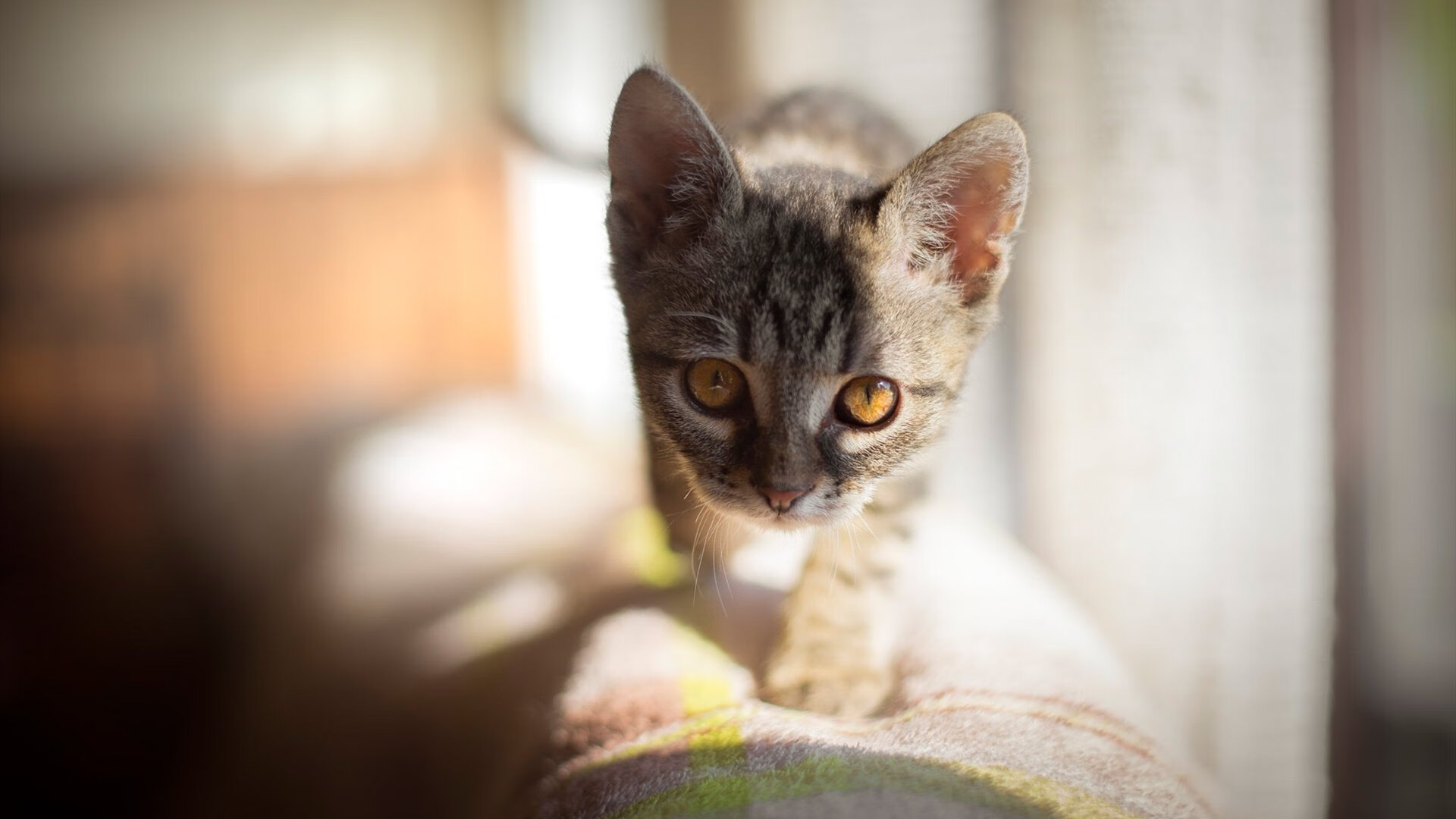 足球项目人才评价标准体系正式出台,足球选拔人才标准