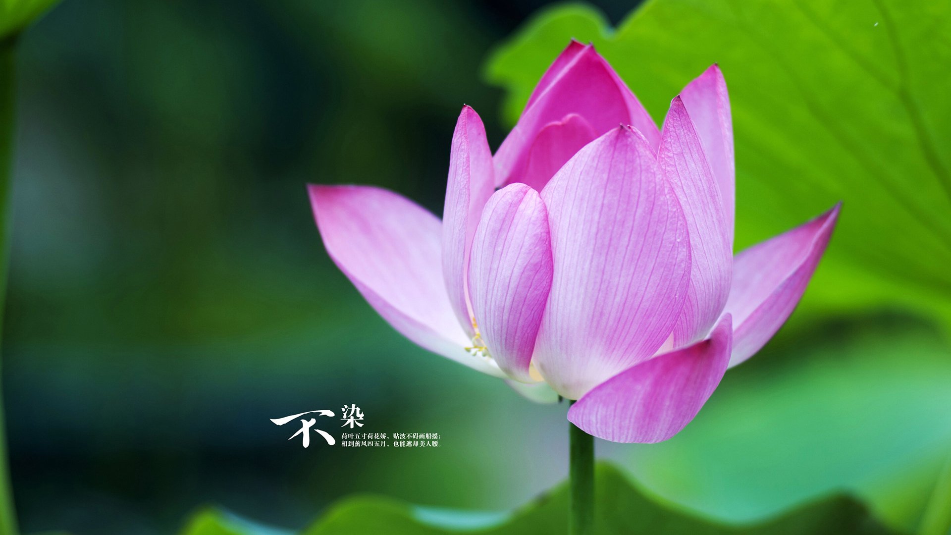 保利斯塔主场战绩稳健,保利斯塔嘉宝果介绍