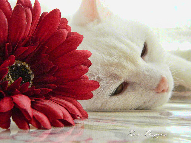 足球精英集结，重量级对决引人瞩目，2021精英足球