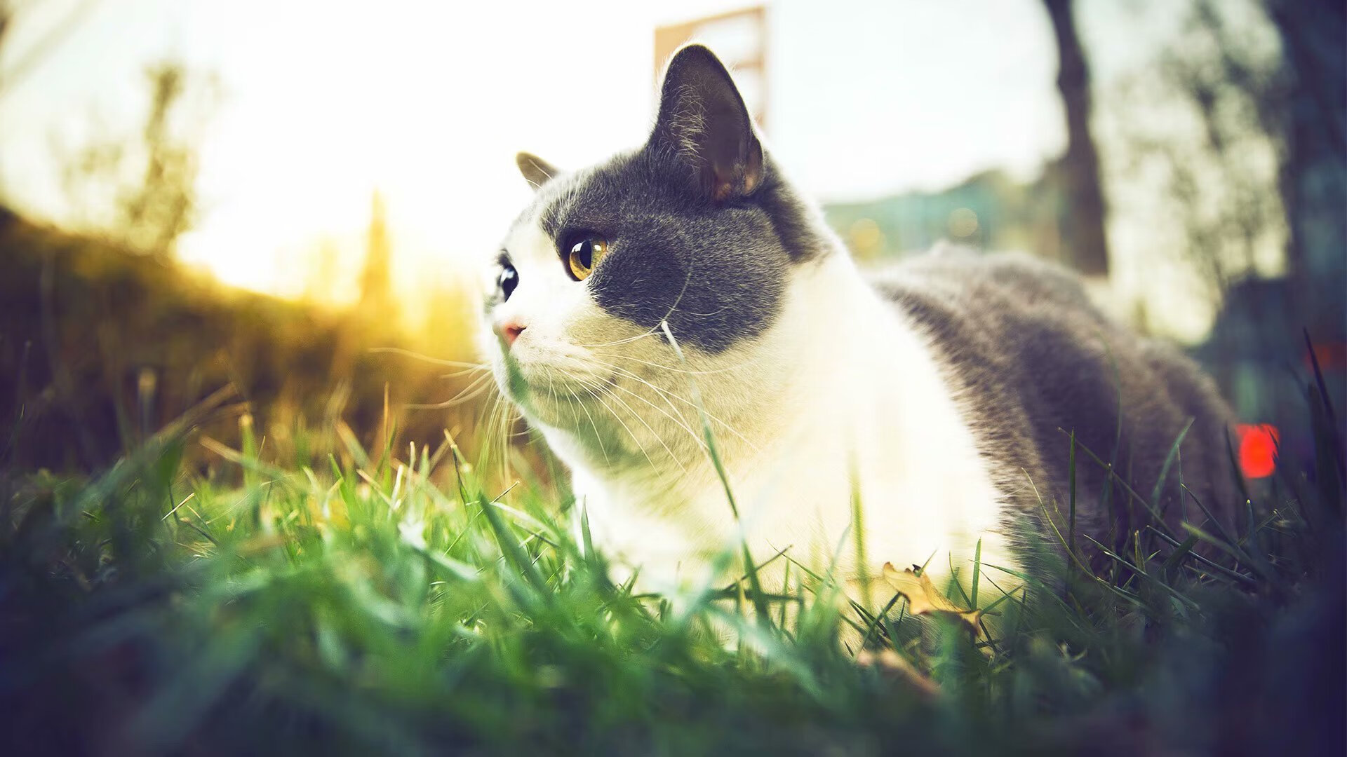 九游网页版官网入口-雪太大，塞内加尔球员脚底打滑完成“冰上倒钩”