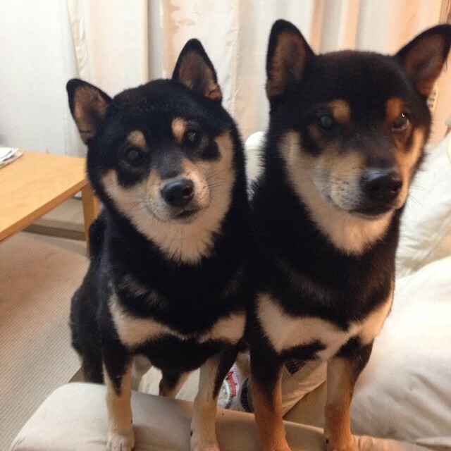 阿森纳老将发威,带领球队逆转胜利,阿森纳现任老板