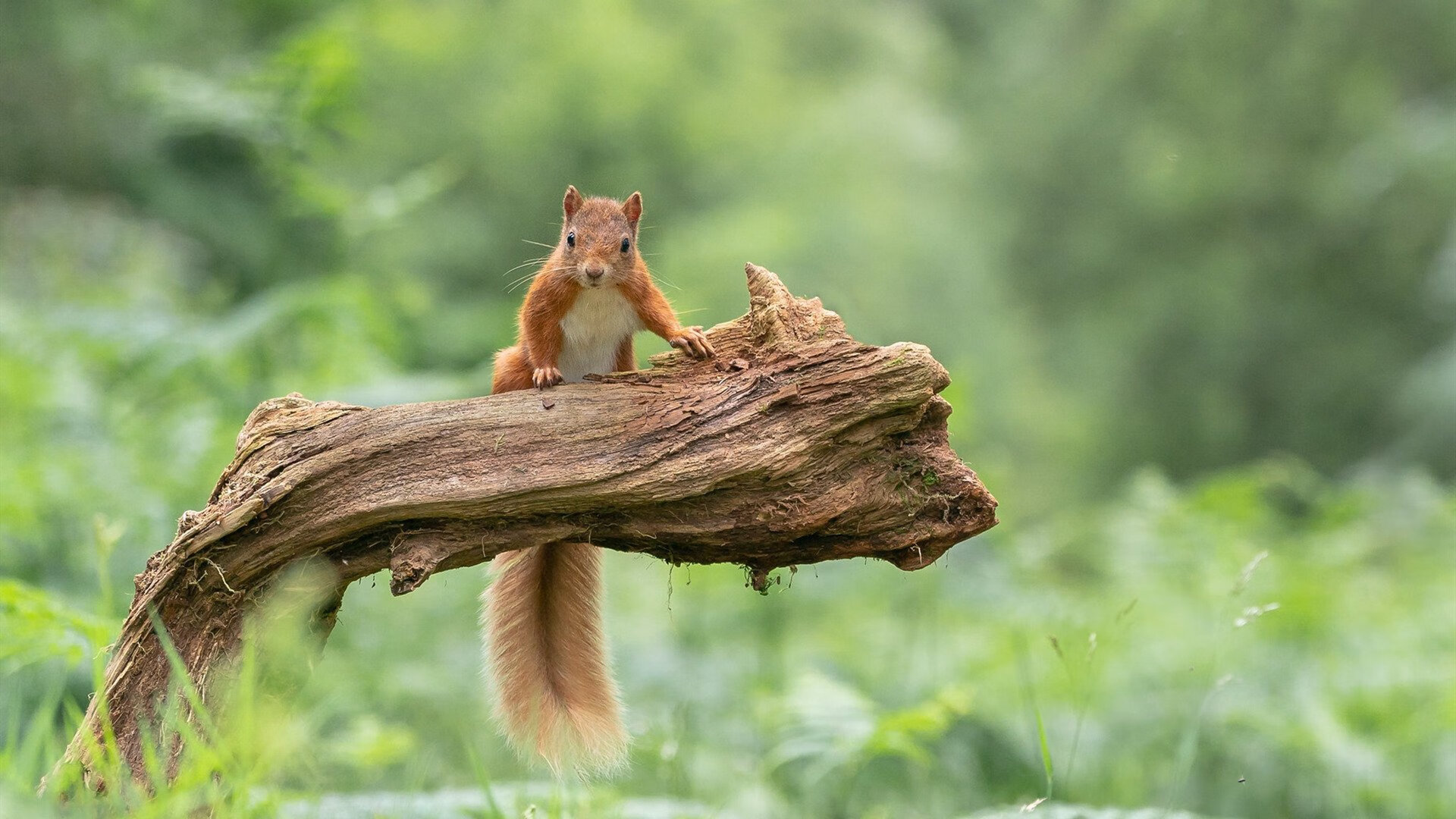 Jiuyou-中国足球战术分工细化程度分析模型，足球技战术分析