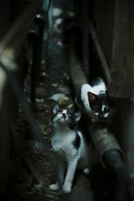 法甲裁判语义判罚辅助系统提升判罚一致性研究,法甲裁判名单