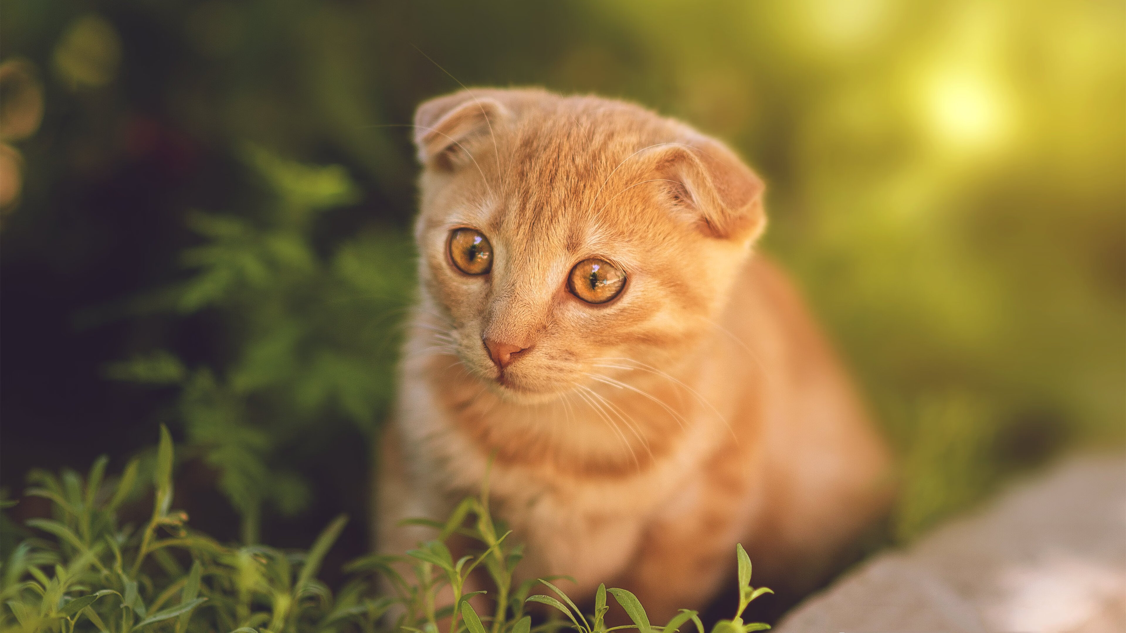 意甲节奏之王：快速反击碾压对手，意甲开场曲叫什么名